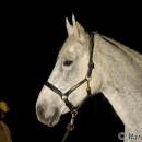 Ronja - Nachtshooting