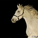 Ronja - Nachtshooting