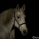Ronja - Nachtshooting