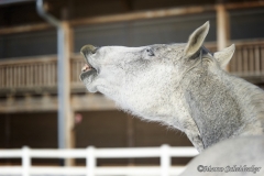 Ronja 2013