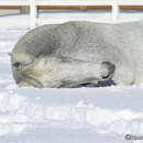 Ronja im Schnee - Feb. 2013