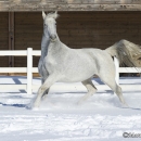 Ronja im Schnee - Feb. 2013