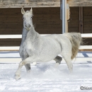Ronja im Schnee - Feb. 2013