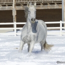 Ronja im Schnee - Feb. 2013