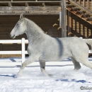 Ronja im Schnee - Feb. 2013