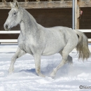 Ronja im Schnee - Feb. 2013