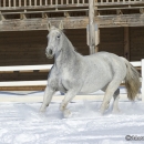 Ronja im Schnee - Feb. 2013