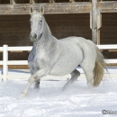 Ronja im Schnee - Feb. 2013