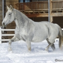 Ronja im Schnee - Feb. 2013