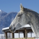 Ronja im Schnee - Feb. 2013