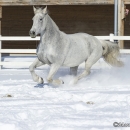 Ronja im Schnee - Feb. 2013
