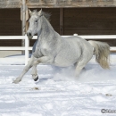 Ronja im Schnee - Feb. 2013