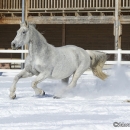 Ronja im Schnee - Feb. 2013
