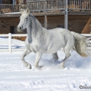 Ronja im Schnee - Feb. 2013