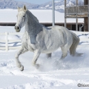 Ronja im Schnee - Feb. 2013