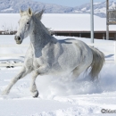 Ronja im Schnee - Feb. 2013