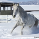 Ronja im Schnee - Feb. 2013
