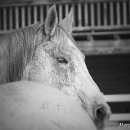 Ronja im Schnee - Feb. 2013