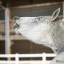 Ronja im Schnee - Feb. 2013