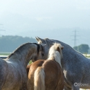 I'm back - Ronja ist wieder in der Herde