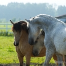 I'm back - Ronja ist wieder in der Herde