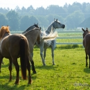 I'm back - Ronja ist wieder in der Herde