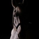 Ronja