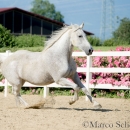 Ronja & Maestoso Alea