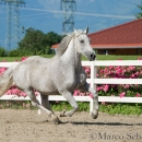 Ronja & Maestoso Alea