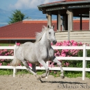 Ronja & Maestoso Alea