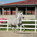 Ronja & Maestoso Alea