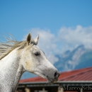 Ronja & Maestoso Alea