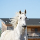 Ronja & Maestoso Alea