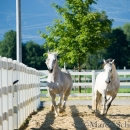 Ronja & Maestoso Alea