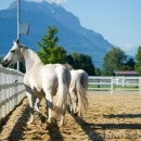 Ronja & Maestoso Alea