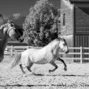 Ronja & Maestoso Alea