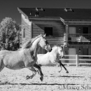 Ronja & Maestoso Alea