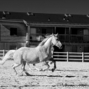 Ronja & Maestoso Alea
