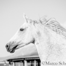 Ronja & Maestoso Alea