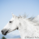 Ronja & Maestoso Alea