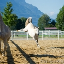 Ronja & Maestoso Alea