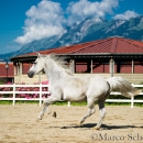 Ronja & Maestoso Alea