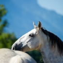 Ronja & Maestoso Alea