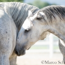 Ronja & Maestoso Alea