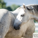 Ronja & Maestoso Alea