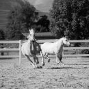 Ronja & Maestoso Alea