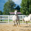 Ronja & Maestoso Alea