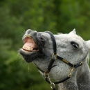 Spass in der Frutz