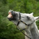 Spass in der Frutz