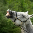 Spass in der Frutz
